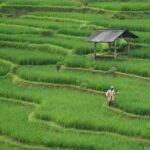 Peran Kredit Mikro dalam Meningkatkan Kesejahteraan Petani