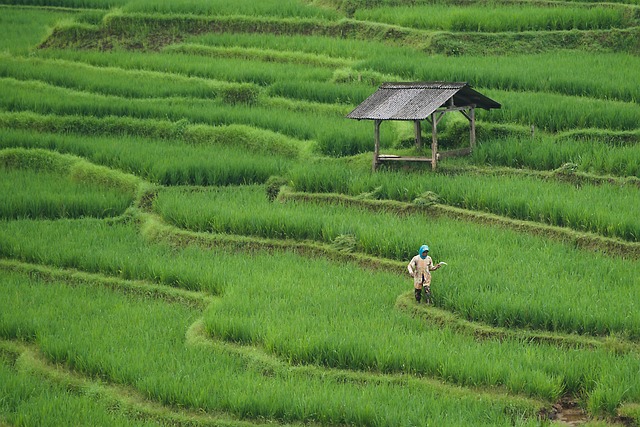 Peran Kredit Mikro dalam Meningkatkan Kesejahteraan Petani